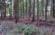 Vejrup skov
