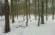 Vejrup skov